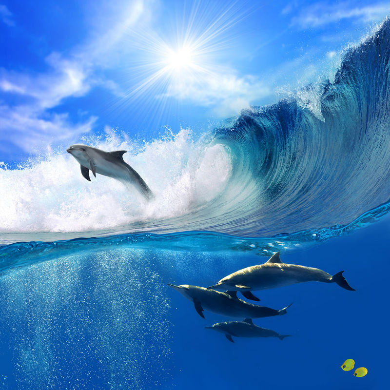 阳光下的海景-一群嬉戏的海豚在水下游泳-其中一只从大海浪中跳出来