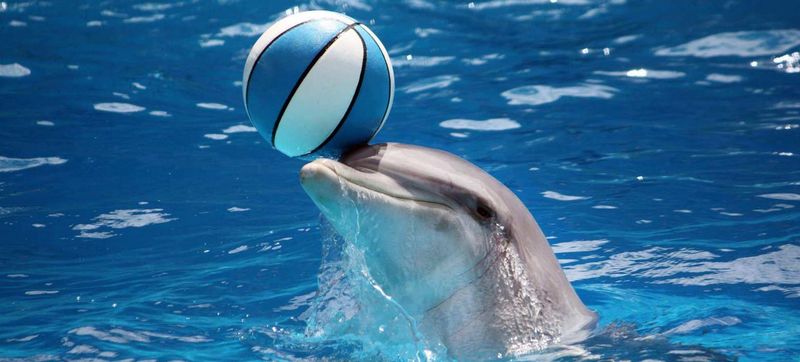 海豚在游泳池里游泳-动物保护的概念