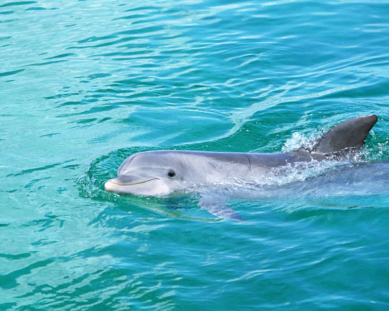 西澳大利亚州沙克斯湾猴子米娅的海洋中的海豚