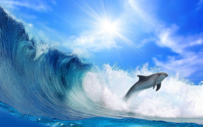 海豚跳出蓝海