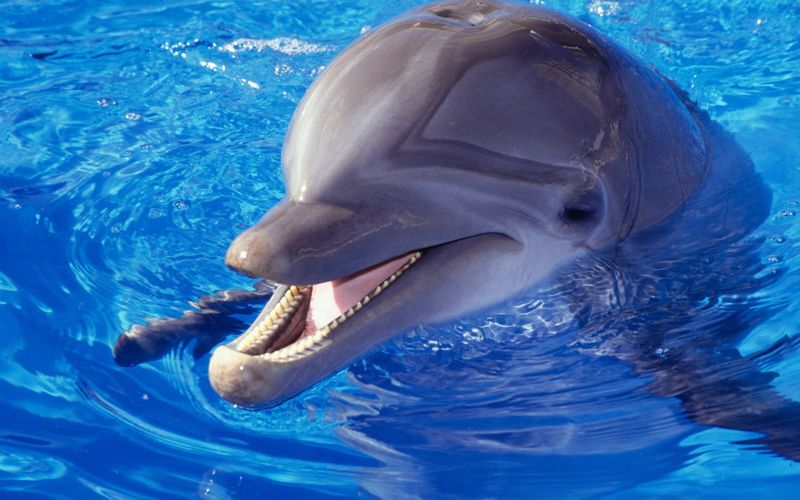 游泳池里的海豚
