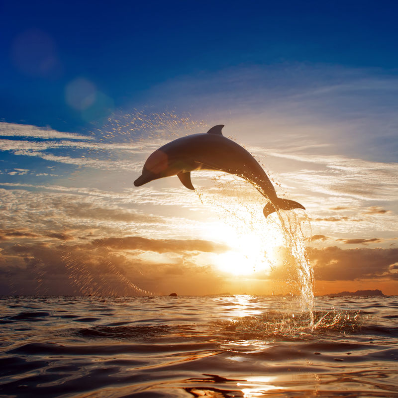 美丽的海豚从阳光照耀的海面跳来跳去