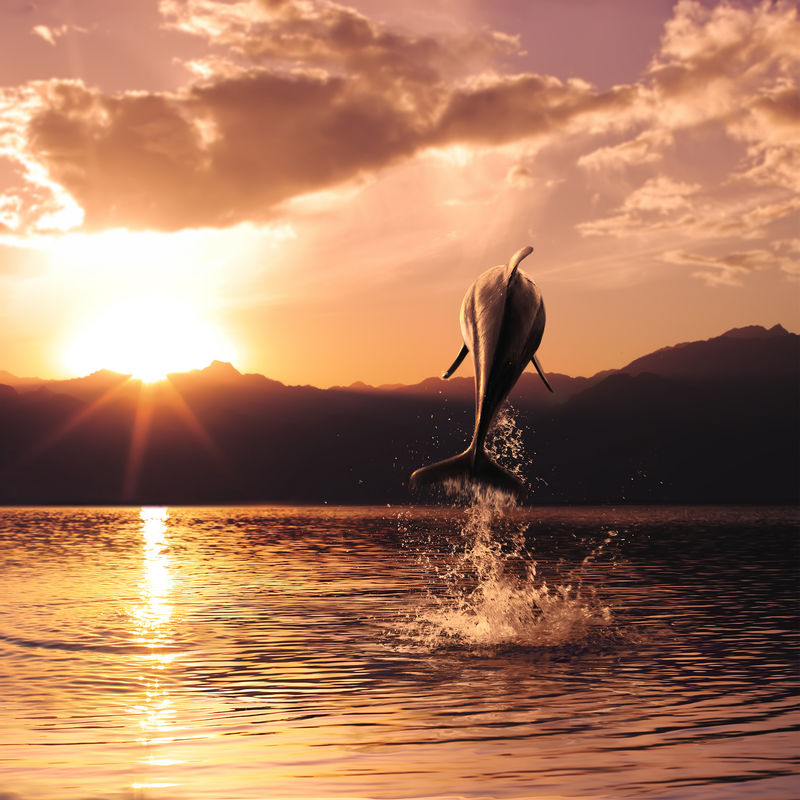 美丽的海豚在日落时从沃特尔跳下