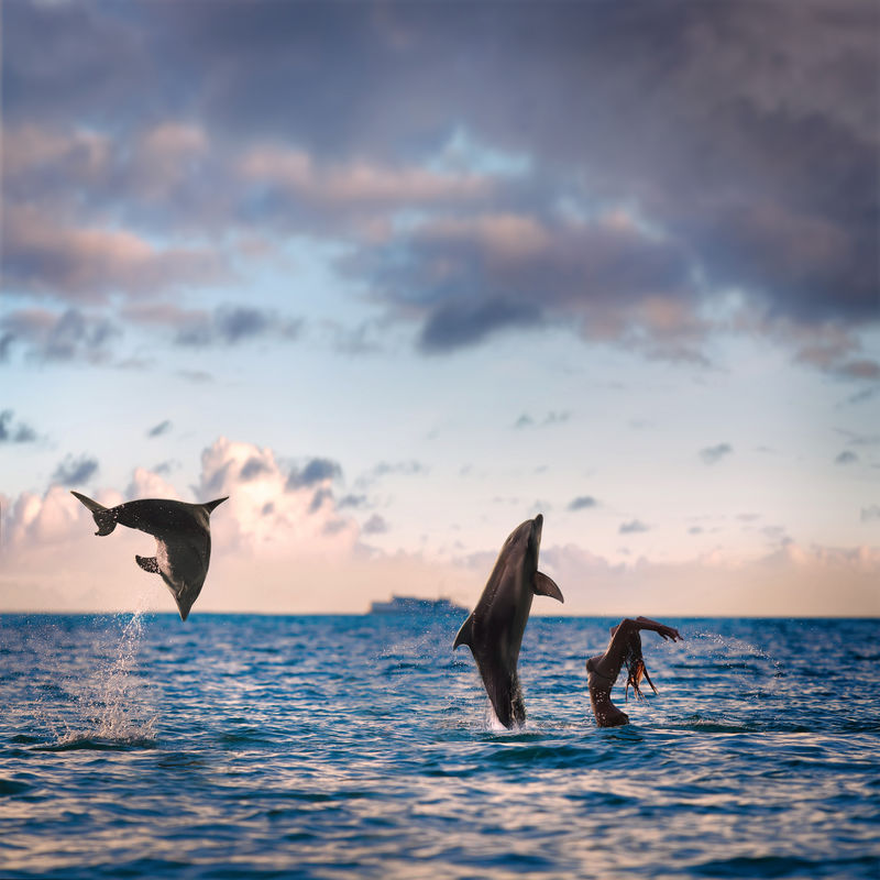 海景海景日落时分-在云景下-两只嬉戏的海豚在水面上和女孩玩耍