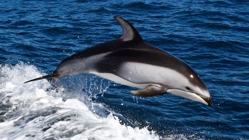 加利福尼亚州圣巴巴拉海峡的普通海豚-软焦点
