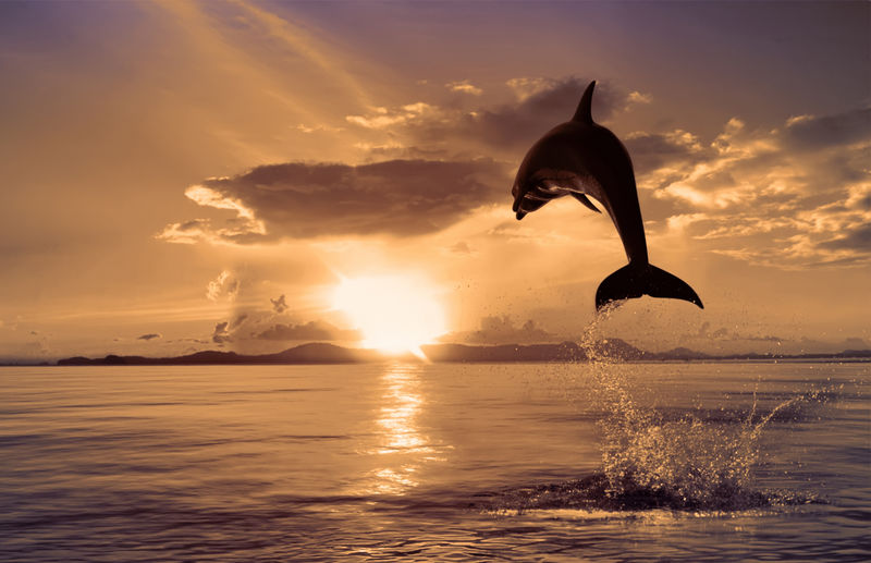 日落时分-美丽的海豚从海洋跳上太阳-橙色背景的海豚-野生海豚跳跃