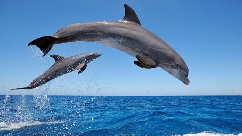 海豚跳跃比赛