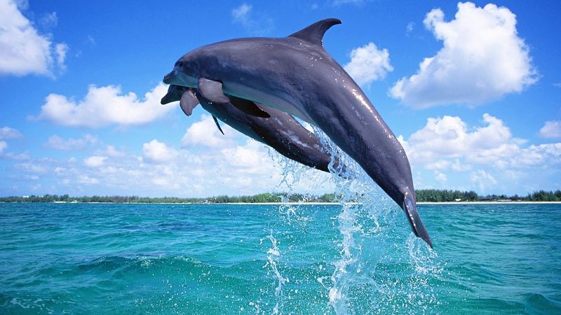 海豚在西班牙某处跳跃