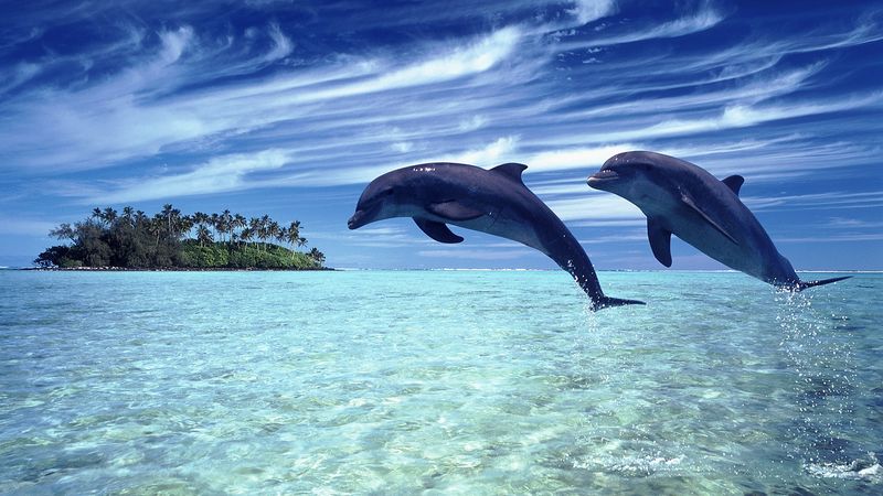 一群跳跃的海豚-美丽的海景-深海和云景