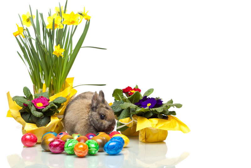 一只可爱的复活节拉比特坐在黄色的水仙花报春花和复活节彩蛋中间-白底隔离