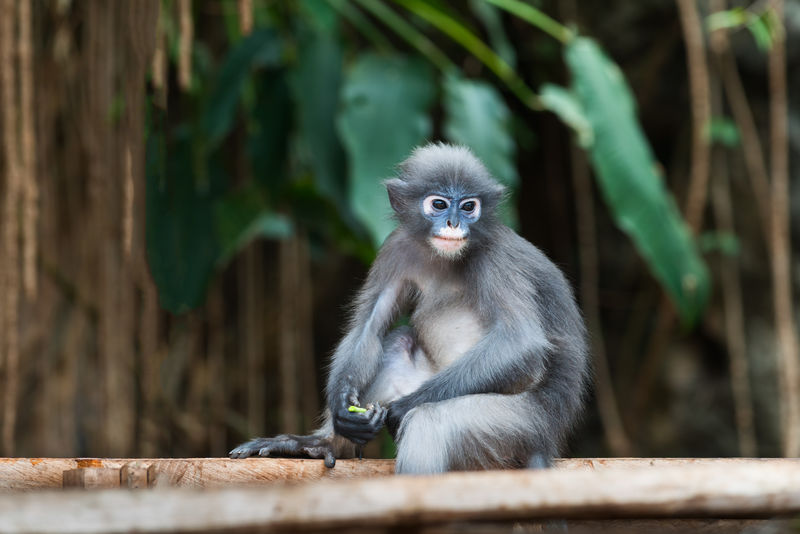 暗叶猴眼镜叶猴