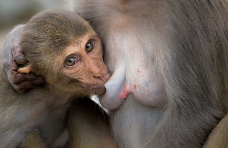 小猴子和妈妈
