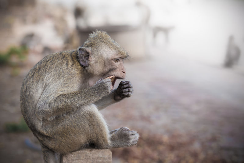 猴子在吃-泰国寺庙