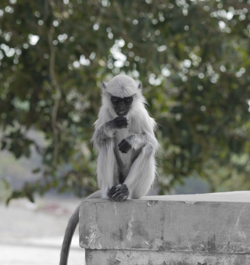 印度猴也被称为印度叶猴汉努曼叶猴猿猴