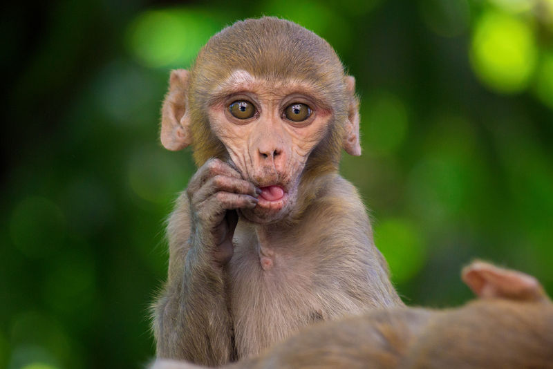 恒河猴是常见的棕色灵长类动物-有红色的脸和尾巴-他们的头上有一头剪得很短的头发-这突出了他们富有表情的脸