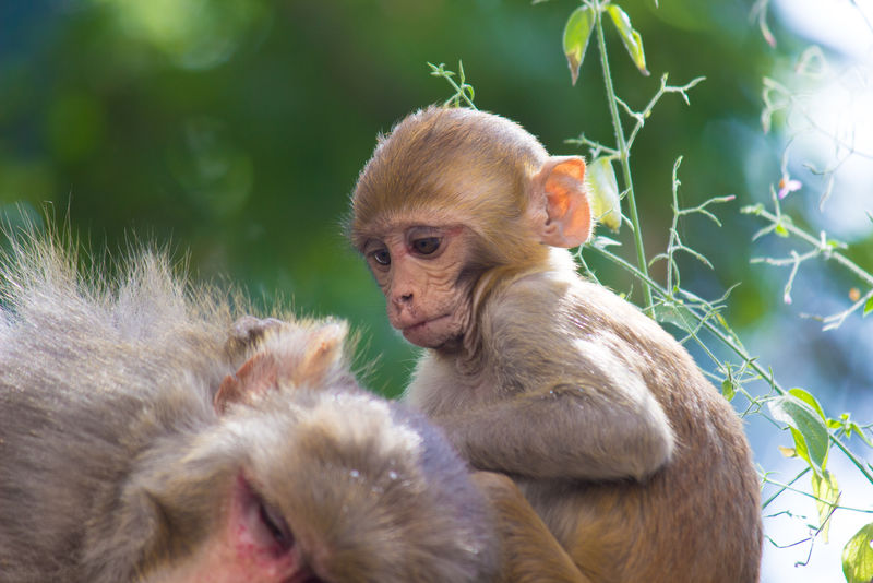 猴子或猿是脊索动物门的通称-地板上的哺乳动物认为类人猿（灵长类）的行为方式与人类相似