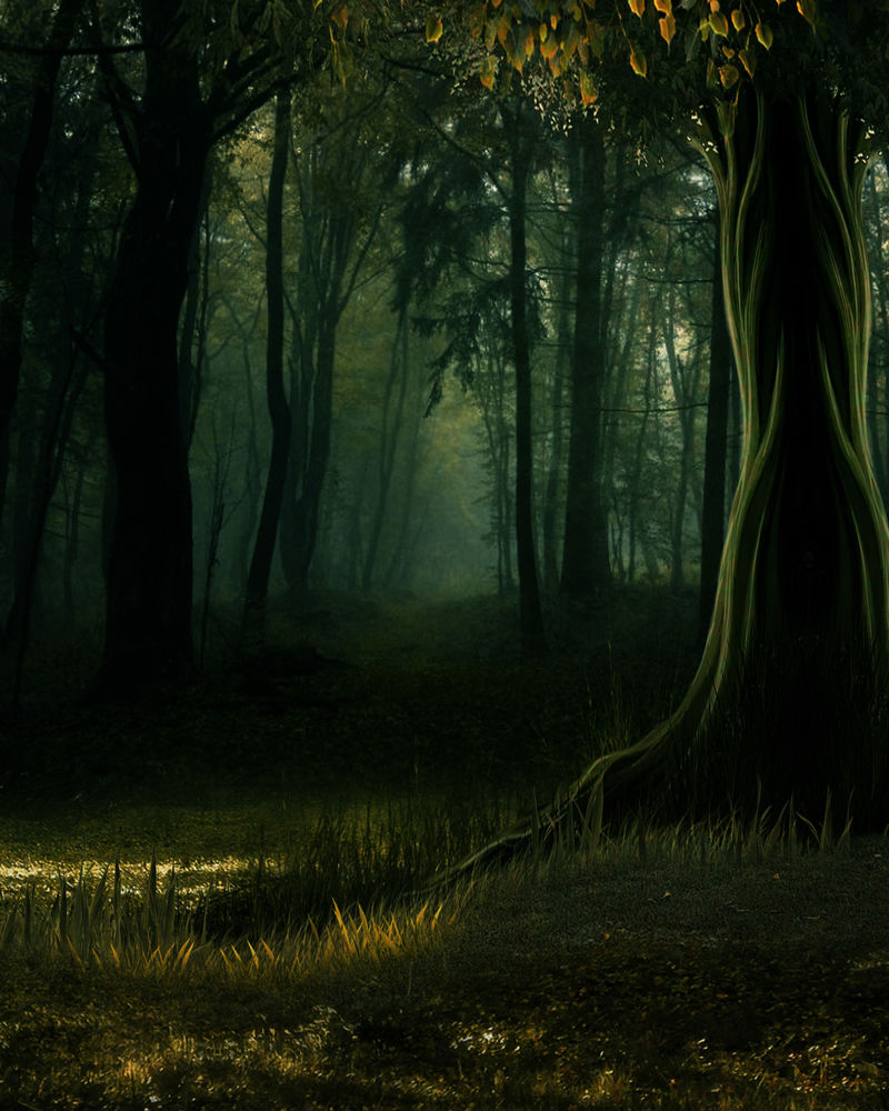 秘境幽暗森林图片