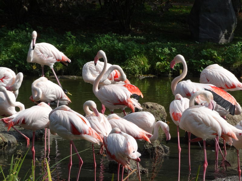 一组粉红色火烈鸟在池塘里狩猎-香港-中国-九龙公园-绿色绿洲城市设置-火烈鸟