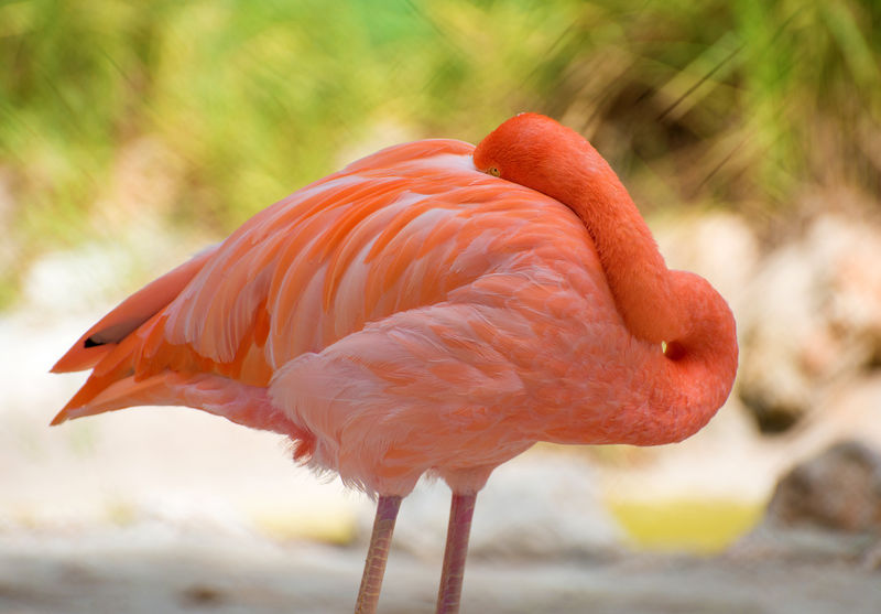 粉红色火烈鸟睡在国家公园-大红鹳