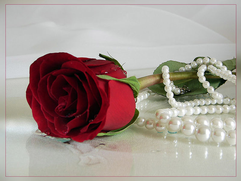 玫瑰与珍珠