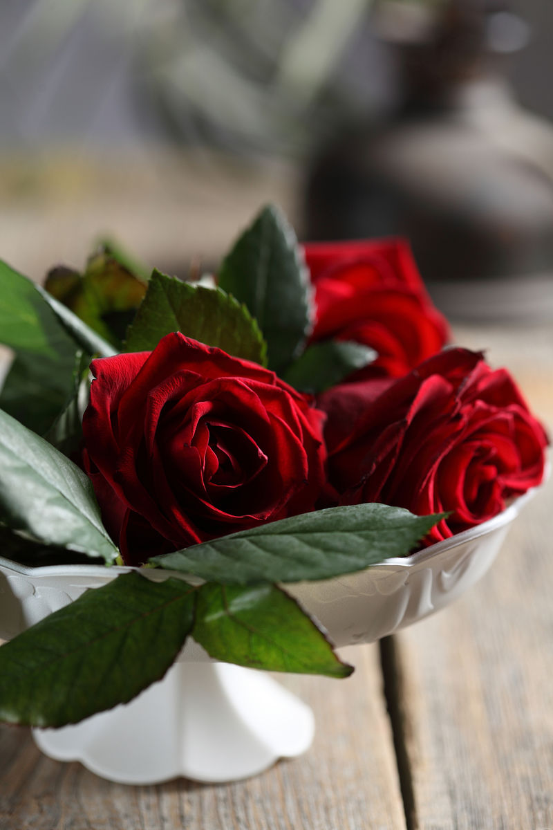 红玫瑰色背景-红玫瑰作为自然和假日的背景