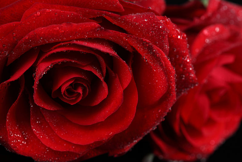 背景是美丽的红玫瑰