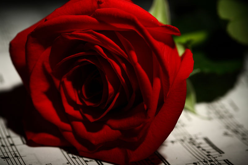 红玫瑰-花束-美丽-花蕾