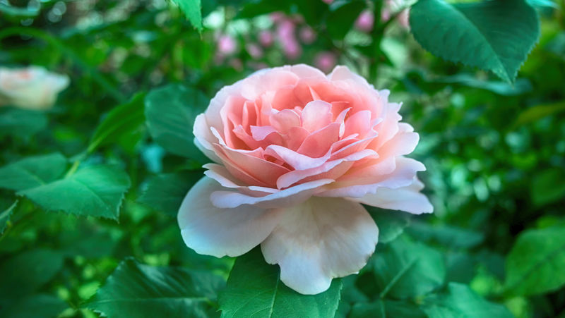 柔和的粉红色花