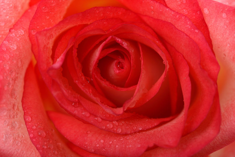 粉色特写细节玫瑰花