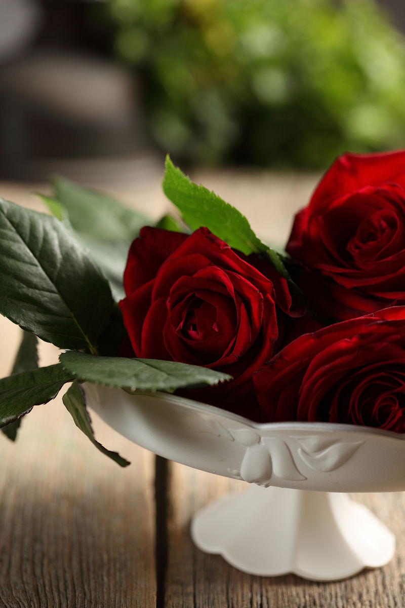 白色背景上的红玫瑰