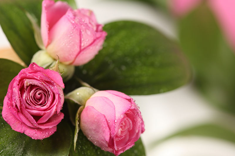 带叶子的粉红色玫瑰-选择性聚焦