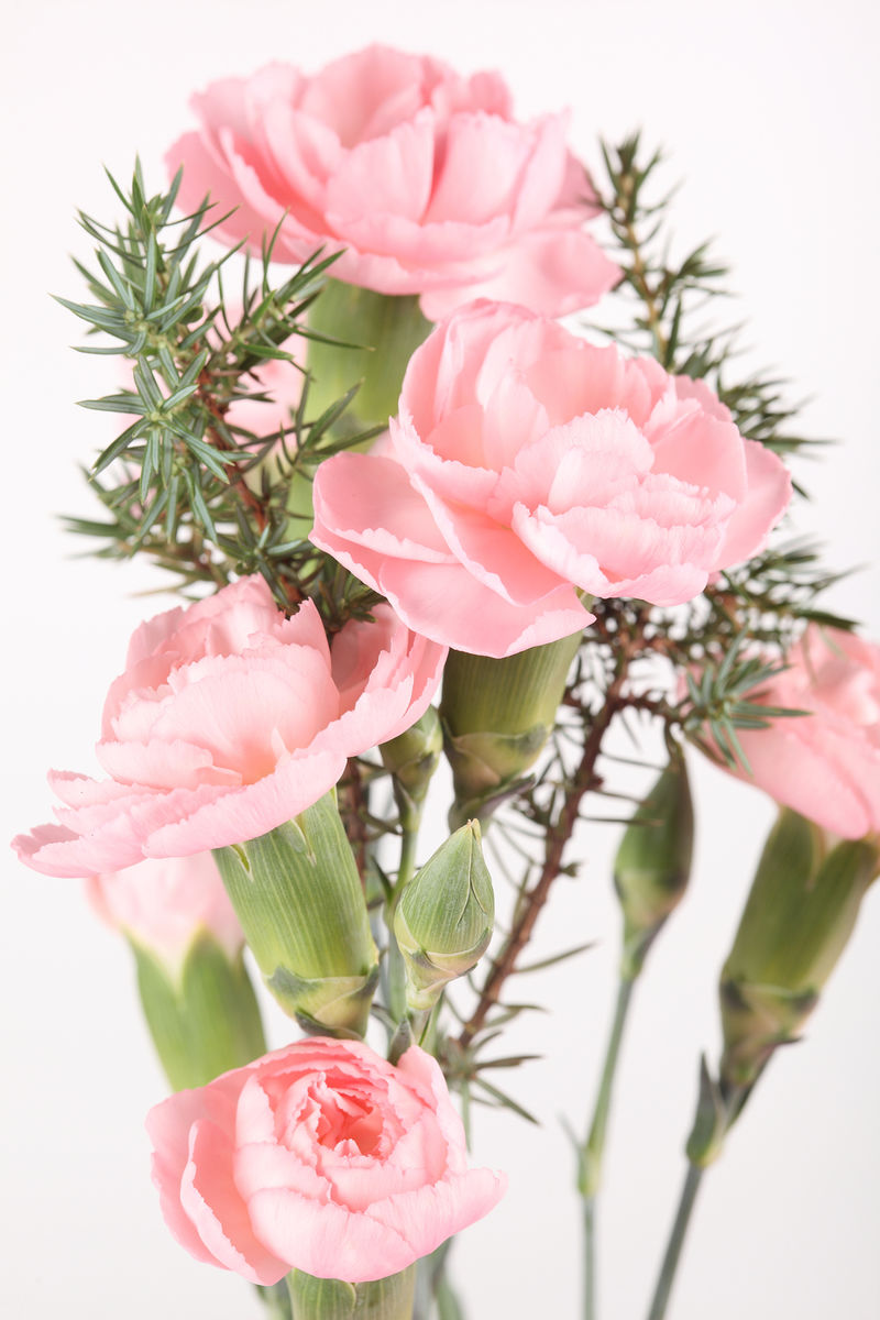 花卉康乃馨的背景