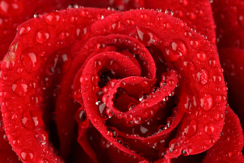 带水滴的玫瑰/背景