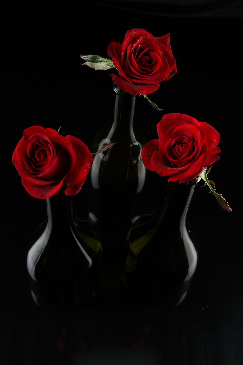 黑色背景上的美丽玫瑰