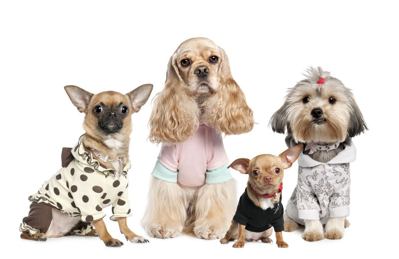 四只狗在白色背景前穿 奇瓦瓦犬石子犬和可卡犬素材 高清图片 摄影照片 寻图免费打包下载