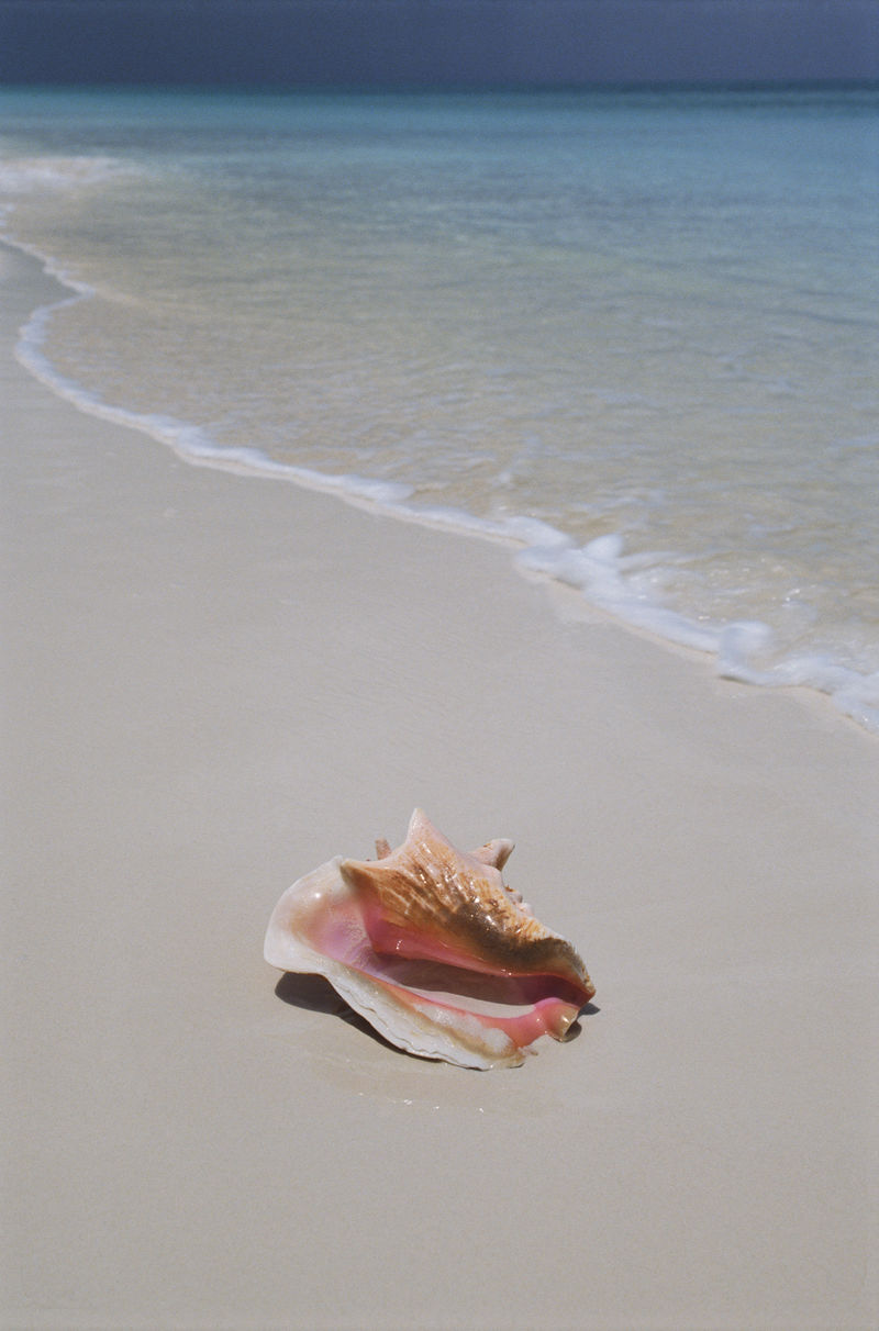 海螺(lobatus gigas)躺在特克斯和凯科斯群岛完美的白色沙滩上