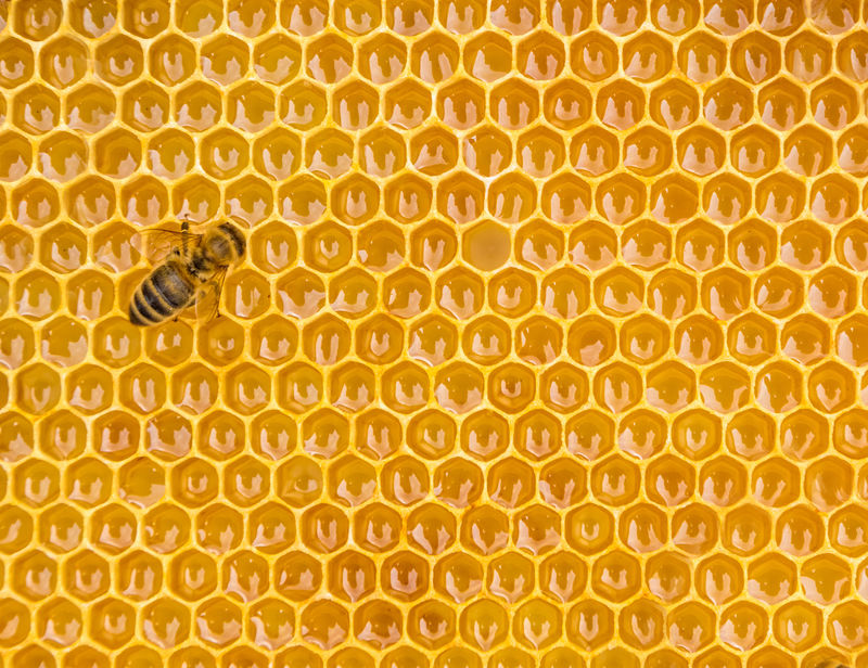 蜜蜂细胞上工作蜜蜂的特写