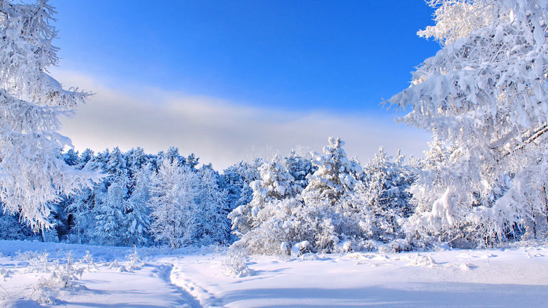 神奇的冬天白雪覆盖的树-在喀尔巴阡山脉日落-乌克兰-欧洲
