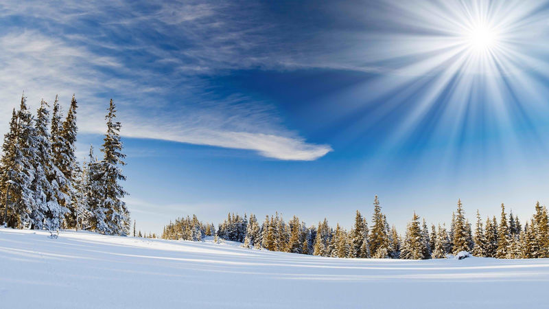 冬天的树木覆盖着白雪