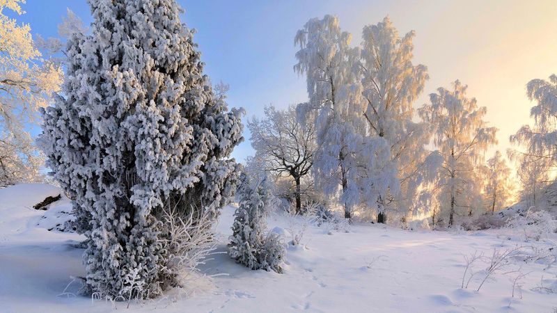 阳光明媚的雪景公园的冬季美景-白雪皑皑的仙境-白霜覆盖着阳光下的树木和灌木——美丽的冬季童话