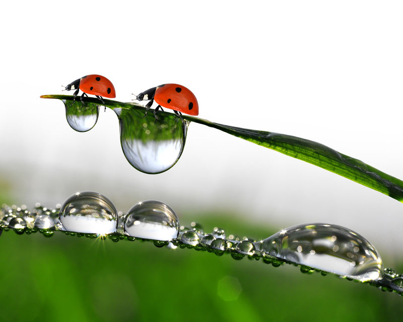 春草和小瓢虫上的晨露