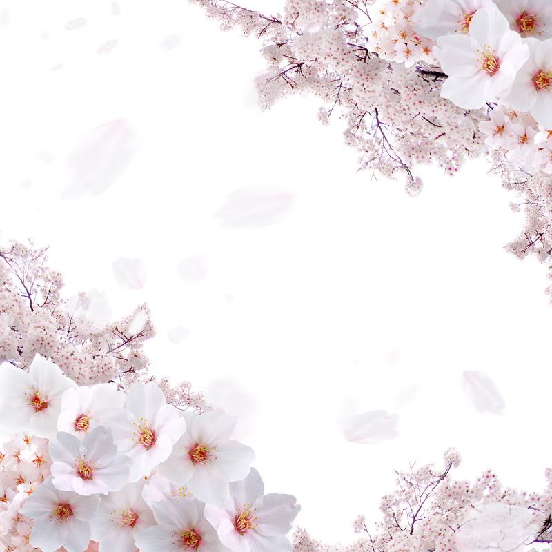 樱花隧道（有大风雪）