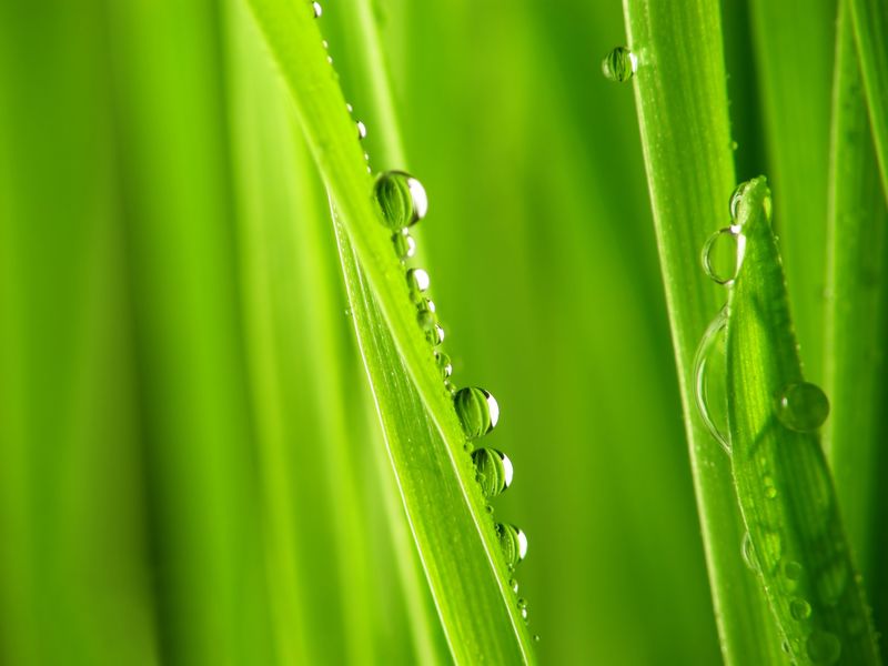 用水滴特写新鲜的绿色吸管