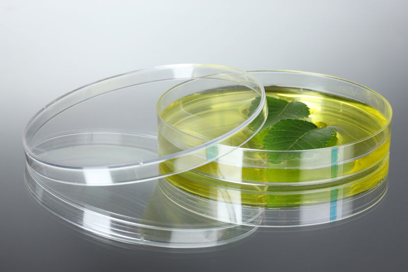 在培养皿灰色背景下测试转基因植物