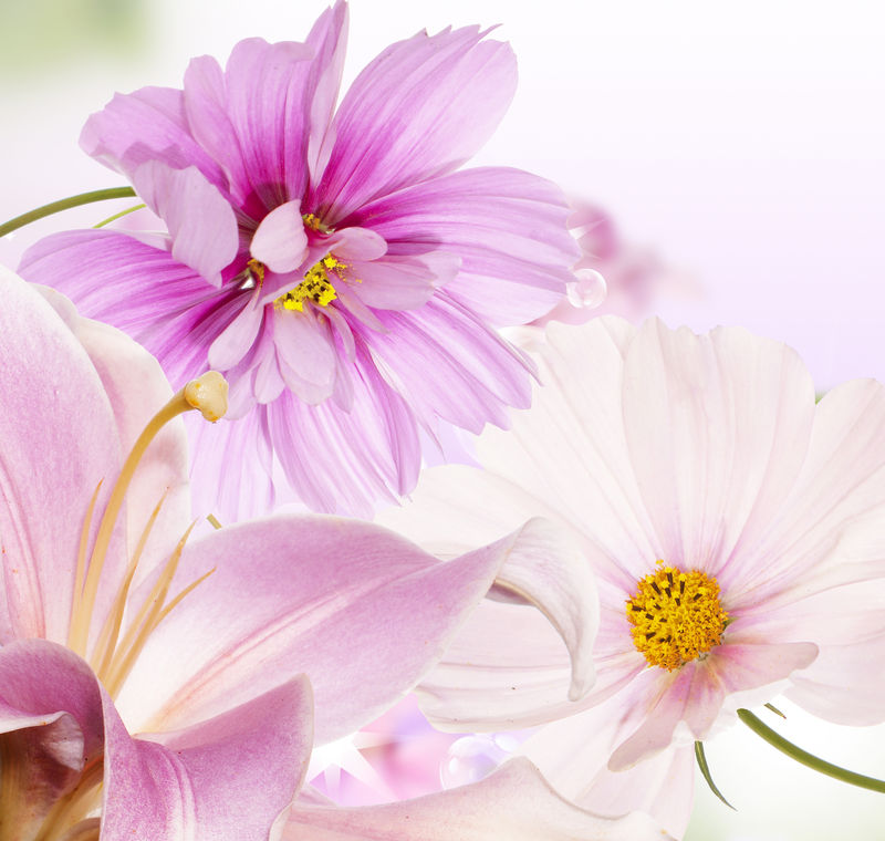 美丽的花朵背景素材 高清图片 摄影照片 寻图免费打包下载