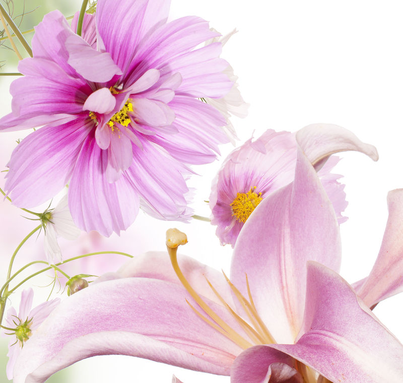 美丽的花朵背景