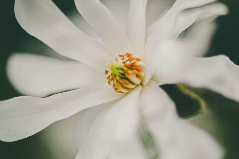 浅粉色木兰特写