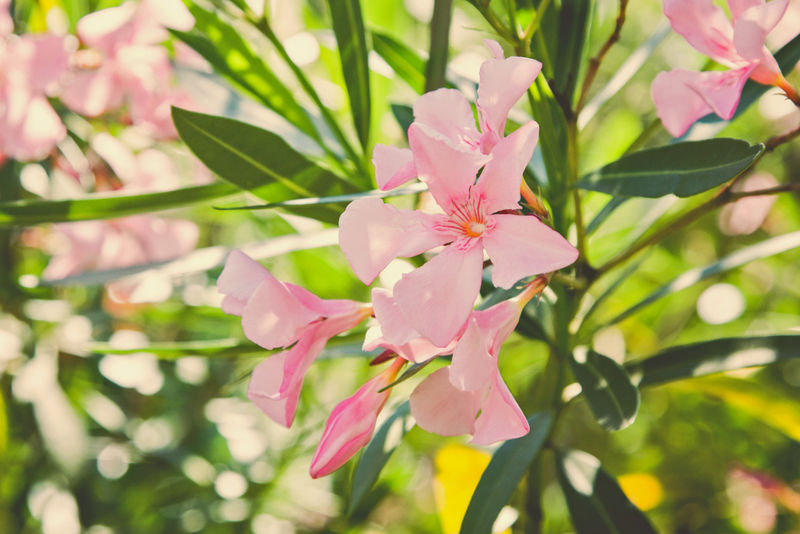 粉红的花朵盛开