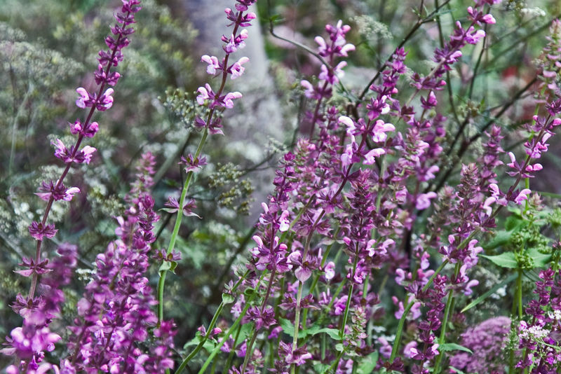 牛膝草的紫色花（牛膝草）