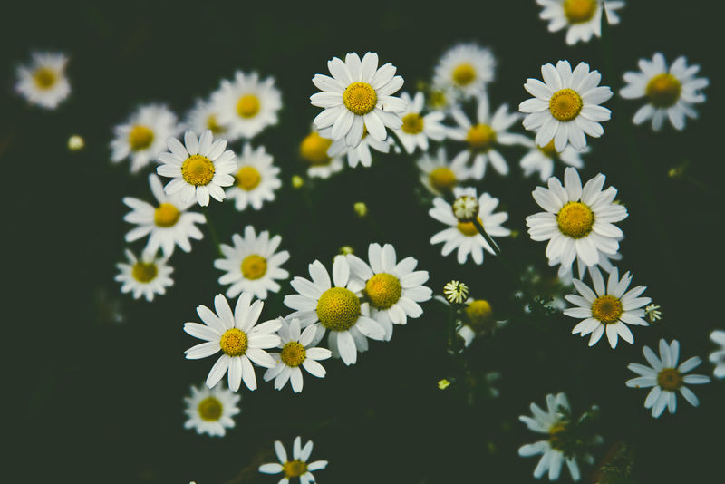 绿色田野上的白色迷彩